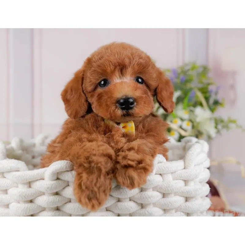 販売中の神奈川県のトイプードル-452755の11枚目