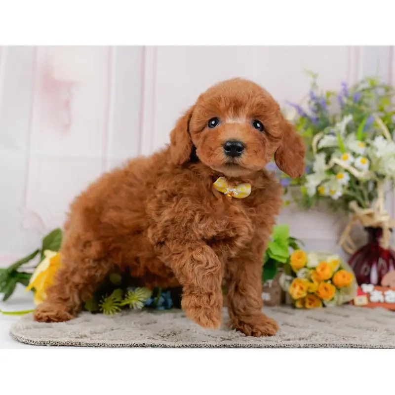 販売中の神奈川県のトイプードル-452755の9枚目