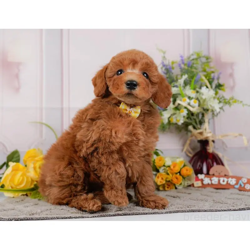 販売中の神奈川県のトイプードル-452755の8枚目