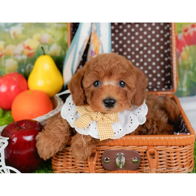 販売中の神奈川県のトイプードル-452755の7枚目