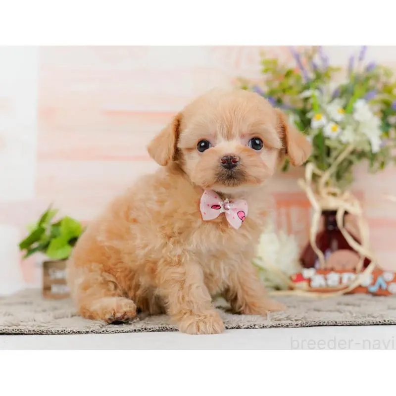 販売中の神奈川県のチワプー:チワワ×トイプードル-452759の13枚目