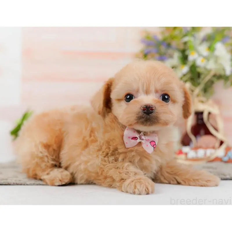 販売中の神奈川県のチワプー:チワワ×トイプードル-452759の12枚目