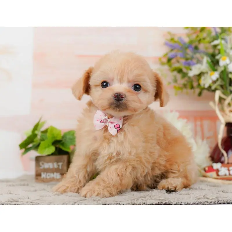 販売中の神奈川県のチワプー:チワワ×トイプードル-452759の10枚目