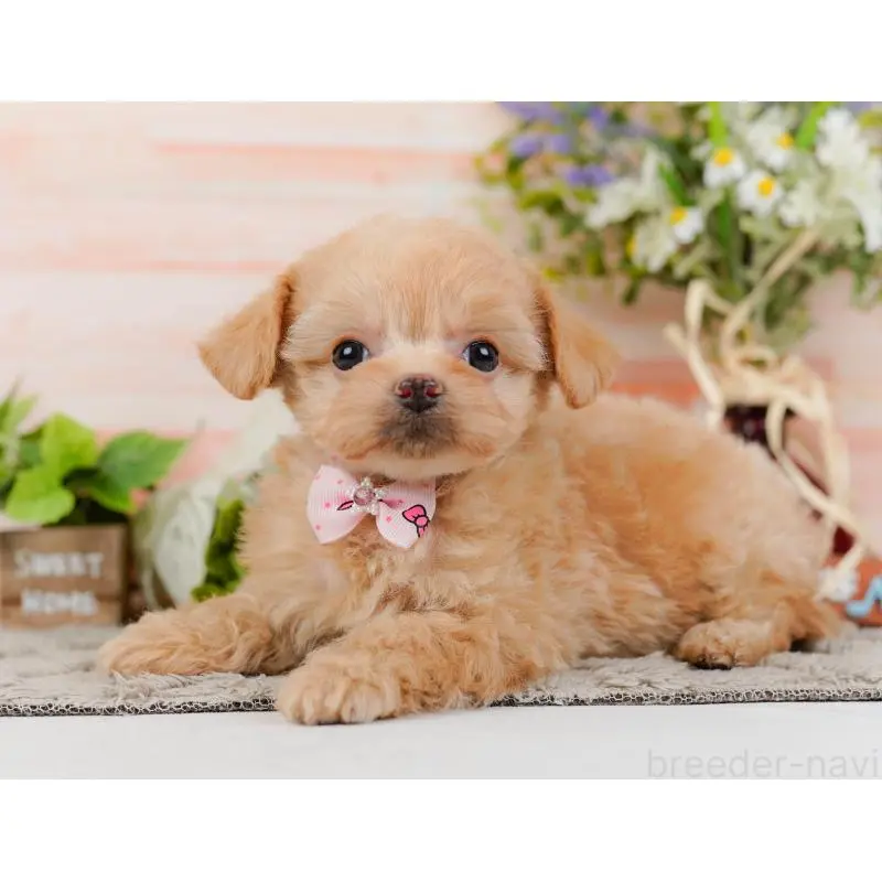 販売中の神奈川県のチワプー:チワワ×トイプードル-452759の9枚目