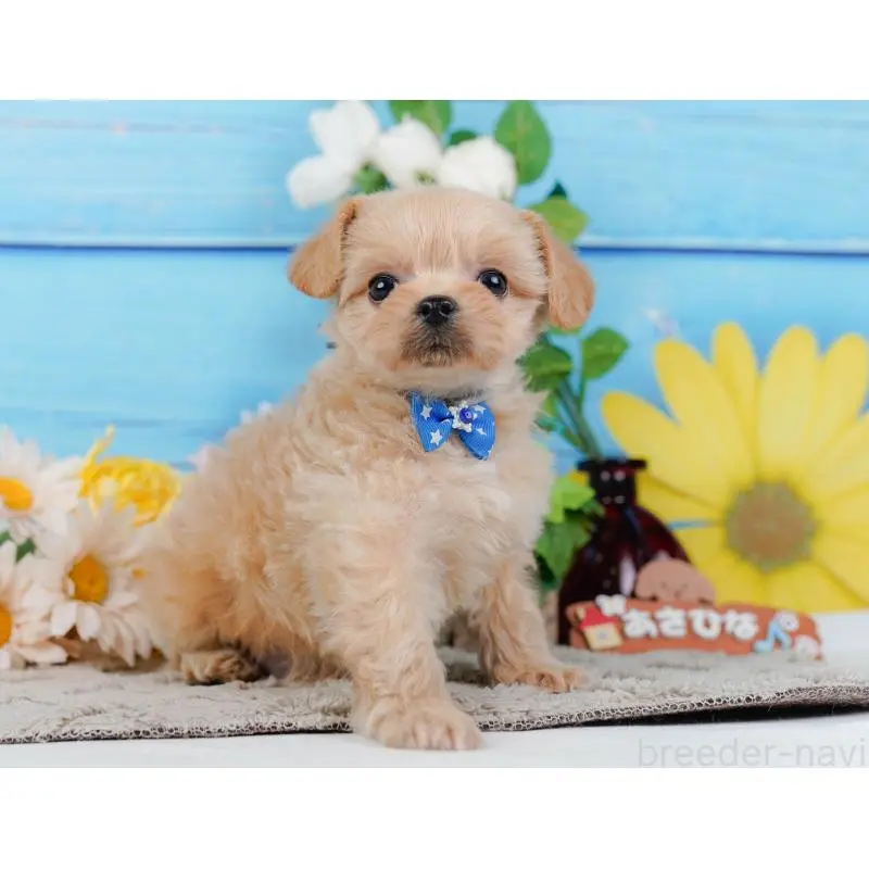 販売中の神奈川県のチワプー:チワワ×トイプードル-452763の15枚目