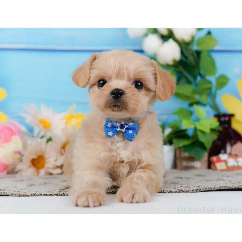 販売中の神奈川県のチワプー:チワワ×トイプードル-452763の14枚目