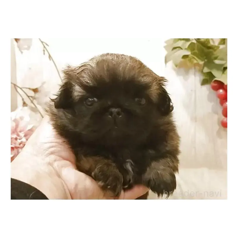 販売中の愛知県のペキニーズ-452415の6枚目