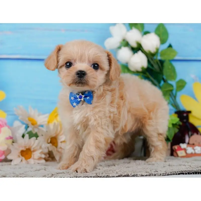 販売中の神奈川県のチワプー:チワワ×トイプードル-452763の11枚目