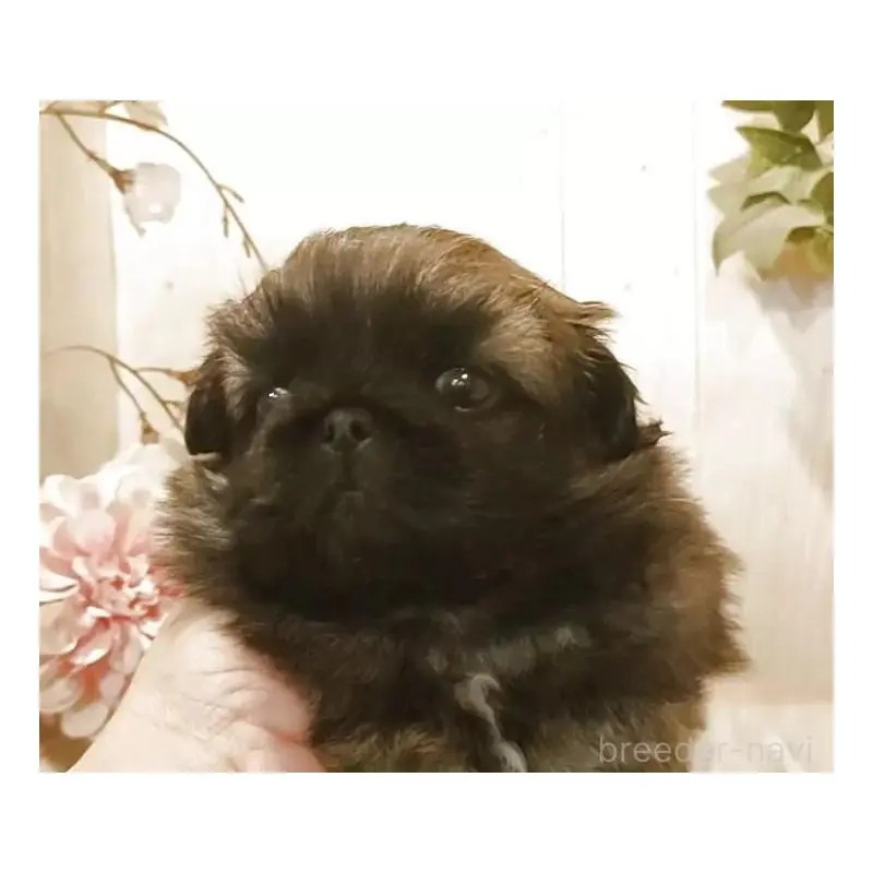 販売中の愛知県のペキニーズ-452415の5枚目