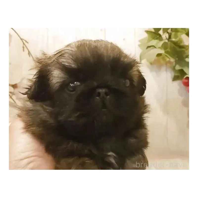 販売中の愛知県のペキニーズ-452415の4枚目