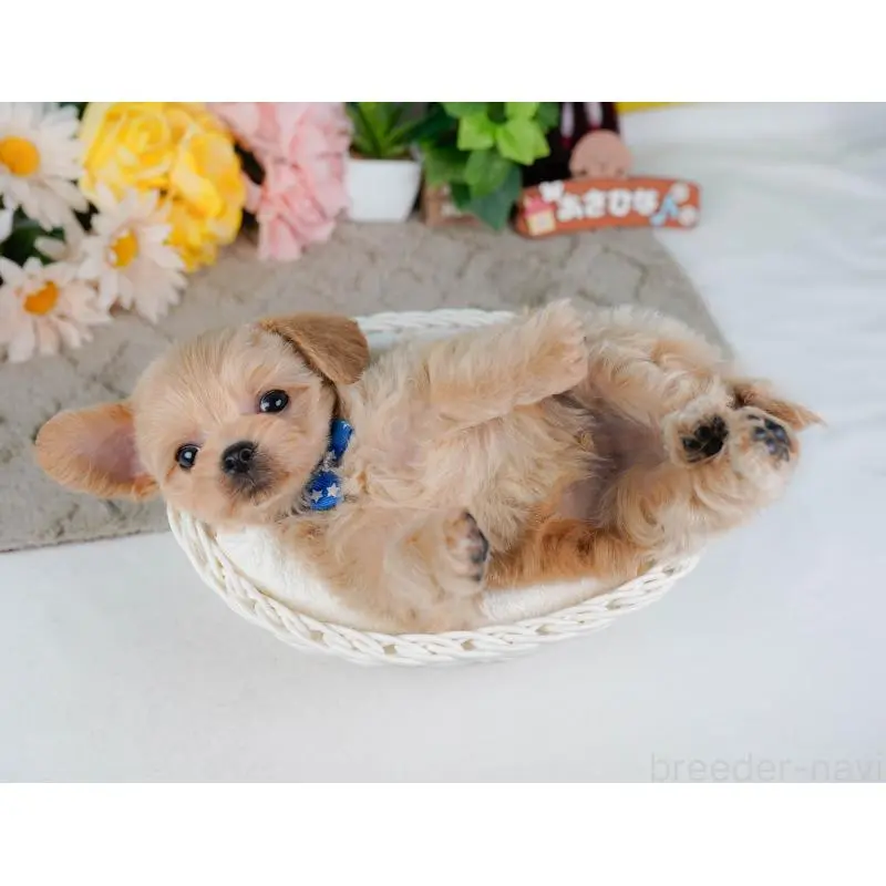 販売中の神奈川県のチワプー:チワワ×トイプードル-452763の9枚目