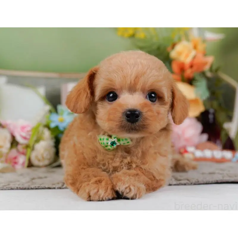 販売中の神奈川県のチワプー:チワワ×トイプードル-452764の13枚目