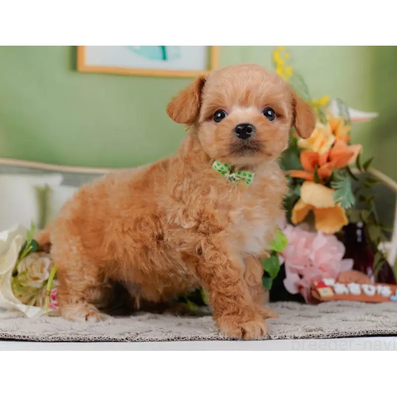 販売中の神奈川県のチワプー:チワワ×トイプードル-452764の12枚目