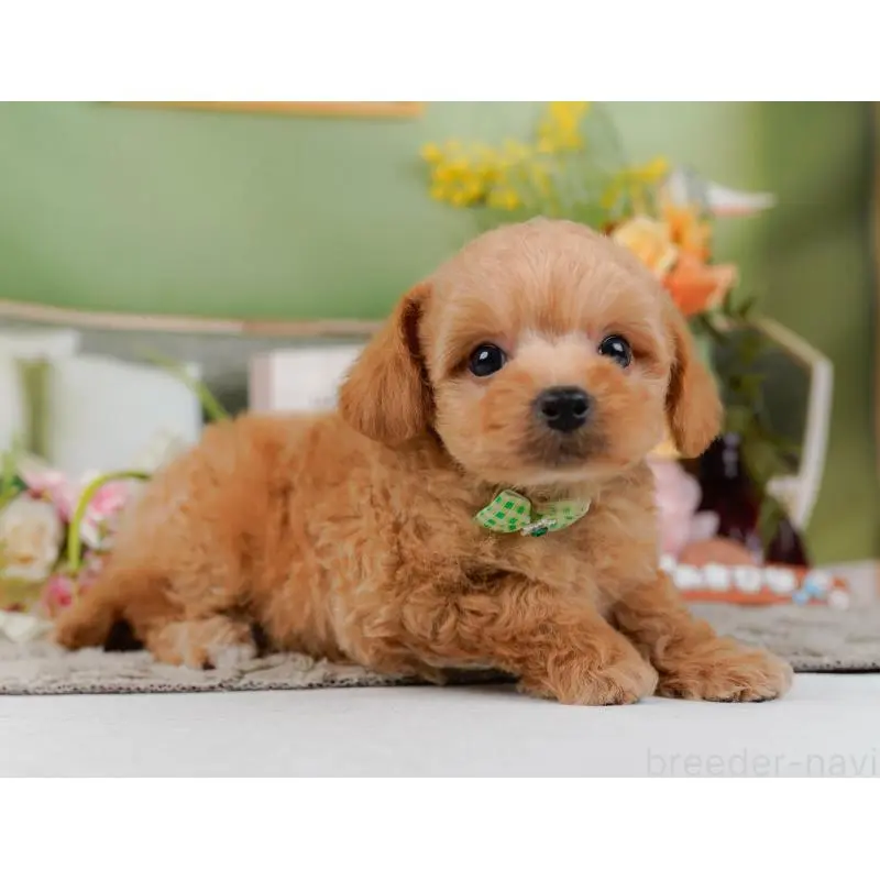 販売中の神奈川県のチワプー:チワワ×トイプードル-452764の11枚目