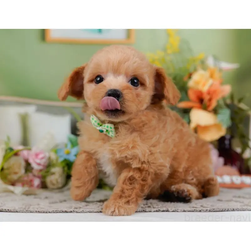 販売中の神奈川県のチワプー:チワワ×トイプードル-452764の9枚目