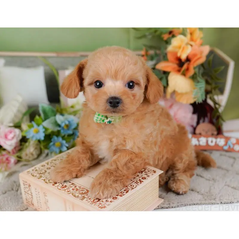 販売中の神奈川県のチワプー:チワワ×トイプードル-452764の8枚目