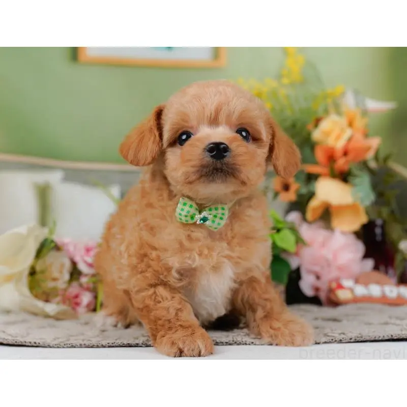 販売中の神奈川県のチワプー:チワワ×トイプードル-452764の6枚目