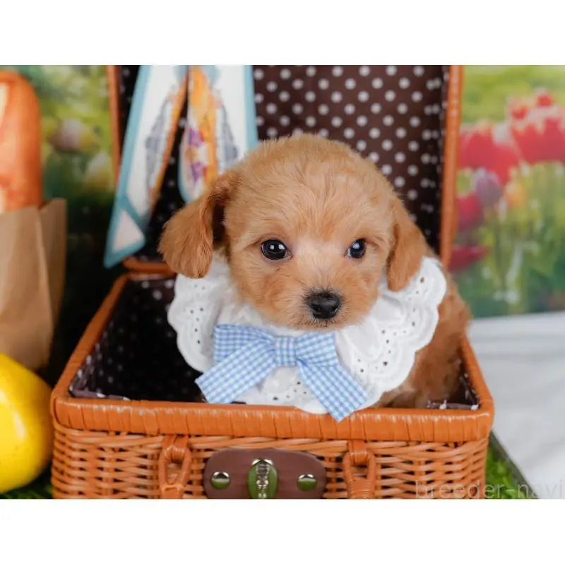 販売中の神奈川県のチワプー:チワワ×トイプードル-452764の7枚目