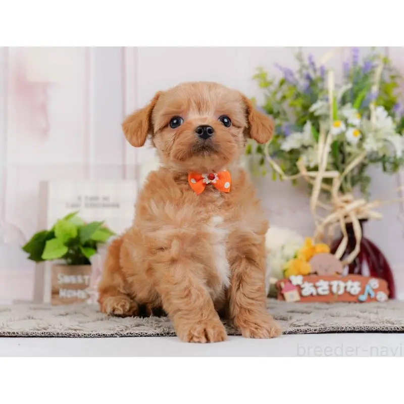 販売中の神奈川県のチワプー:チワワ×トイプードル-452765の13枚目