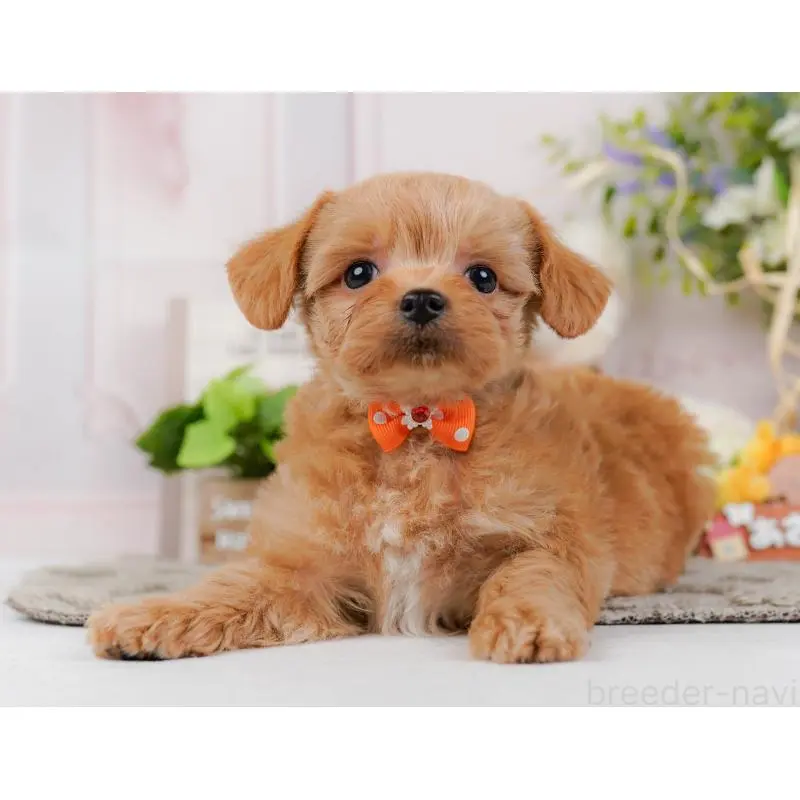 販売中の神奈川県のチワプー:チワワ×トイプードル-452765の12枚目