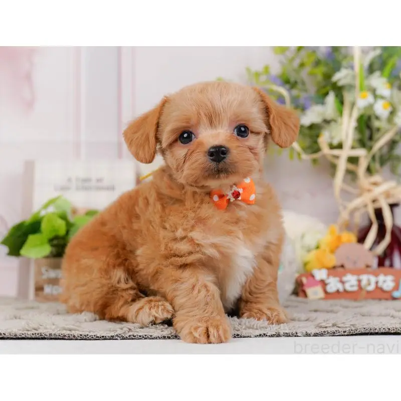 販売中の神奈川県のチワプー:チワワ×トイプードル-452765の11枚目