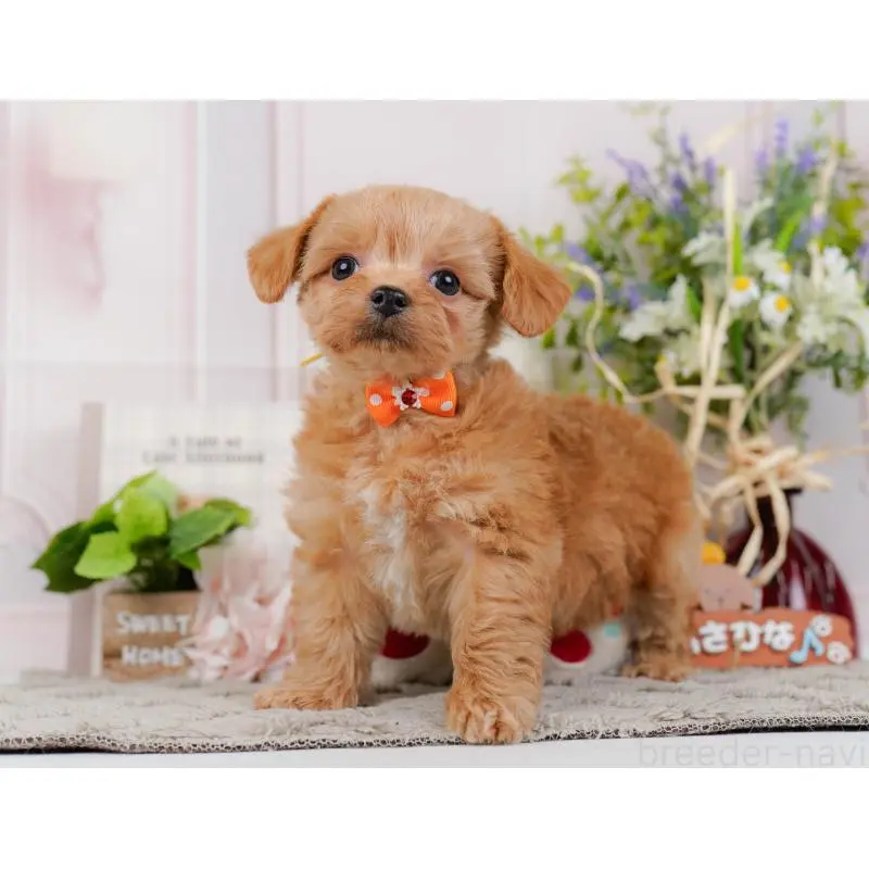 販売中の神奈川県のチワプー:チワワ×トイプードル-452765の10枚目