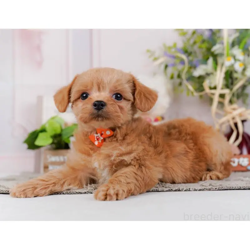 販売中の神奈川県のチワプー:チワワ×トイプードル-452765の9枚目