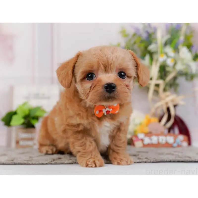 販売中の神奈川県のチワプー:チワワ×トイプードル-452765の7枚目