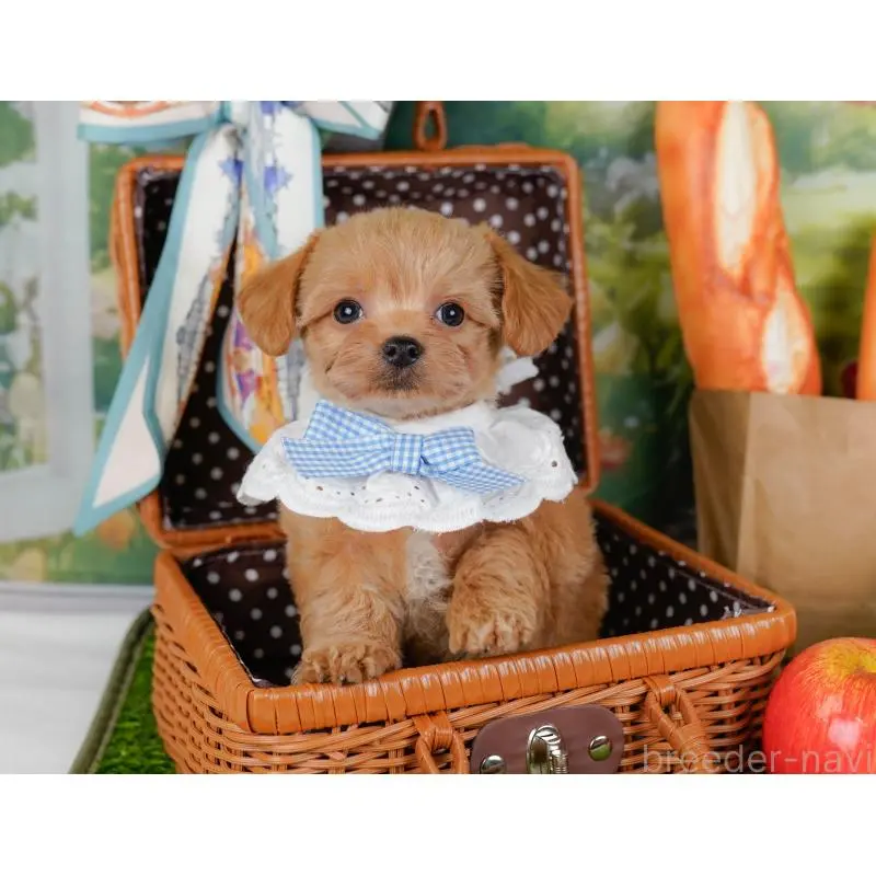 販売中の神奈川県のチワプー:チワワ×トイプードル-452765の6枚目