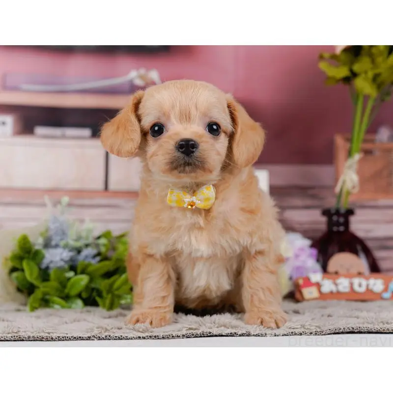 販売中の神奈川県のチワプー:チワワ×トイプードル-452766の15枚目