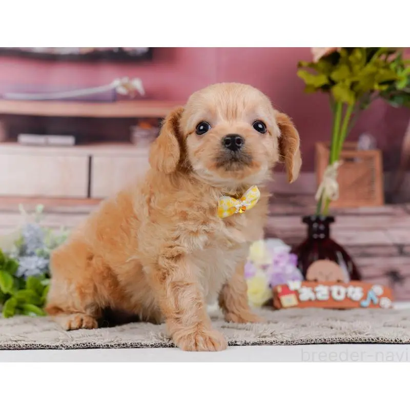 販売中の神奈川県のチワプー:チワワ×トイプードル-452766の13枚目