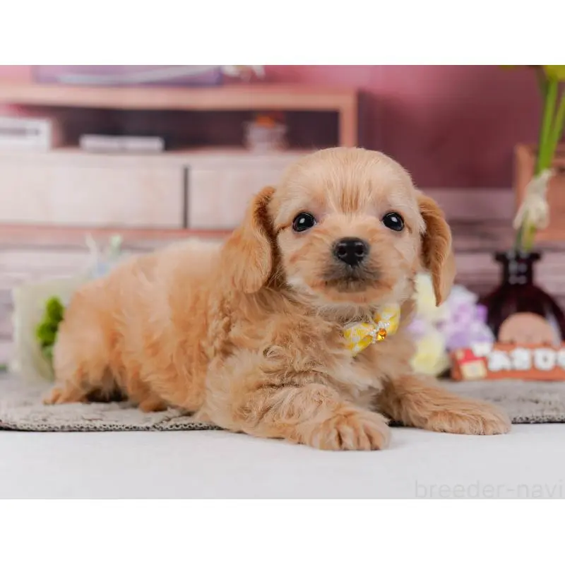 販売中の神奈川県のチワプー:チワワ×トイプードル-452766の12枚目