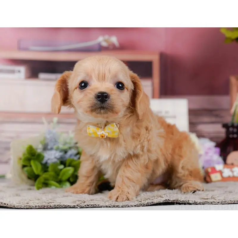 販売中の神奈川県のチワプー:チワワ×トイプードル-452766の11枚目