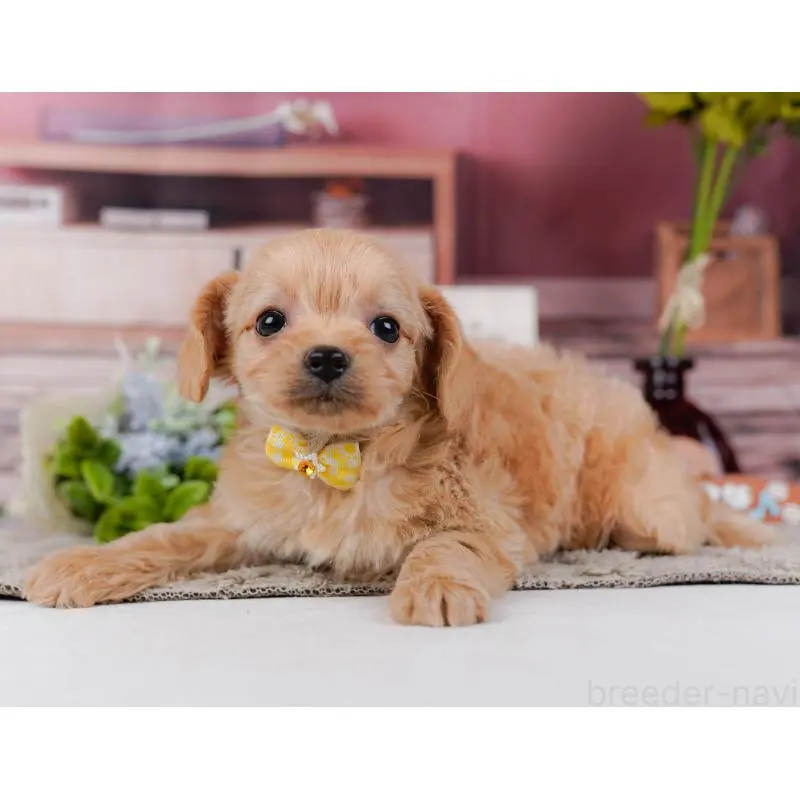 販売中の神奈川県のチワプー:チワワ×トイプードル-452766の10枚目