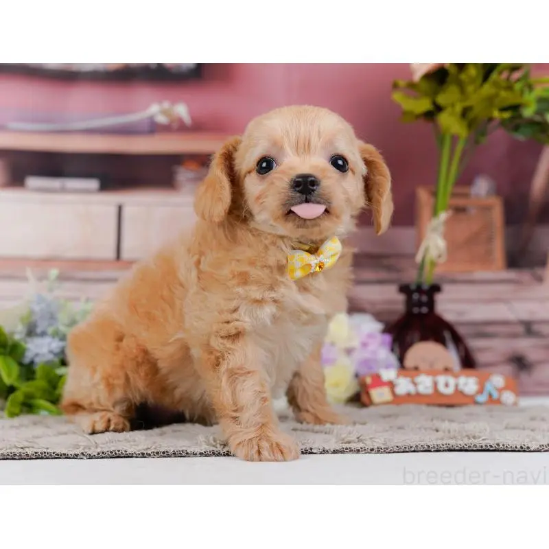 販売中の神奈川県のチワプー:チワワ×トイプードル-452766の9枚目