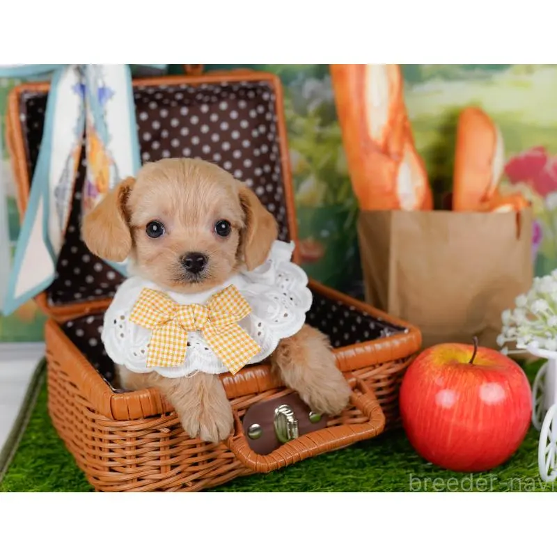 販売中の神奈川県のチワプー:チワワ×トイプードル-452766の7枚目