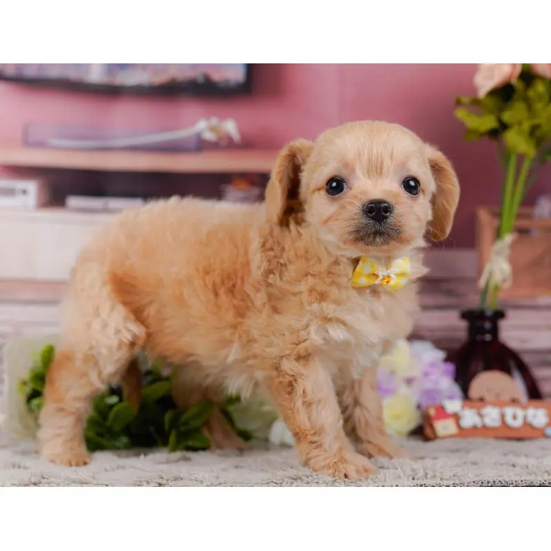 販売中の神奈川県のチワプー:チワワ×トイプードル-452766の6枚目