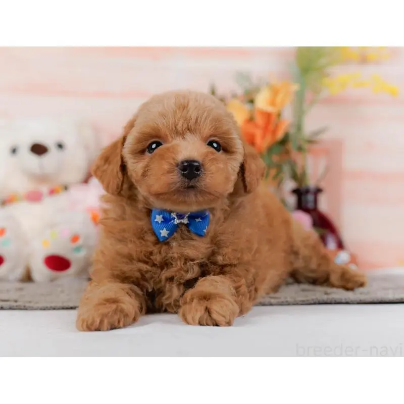 販売中の神奈川県のトイプードル-452739の13枚目