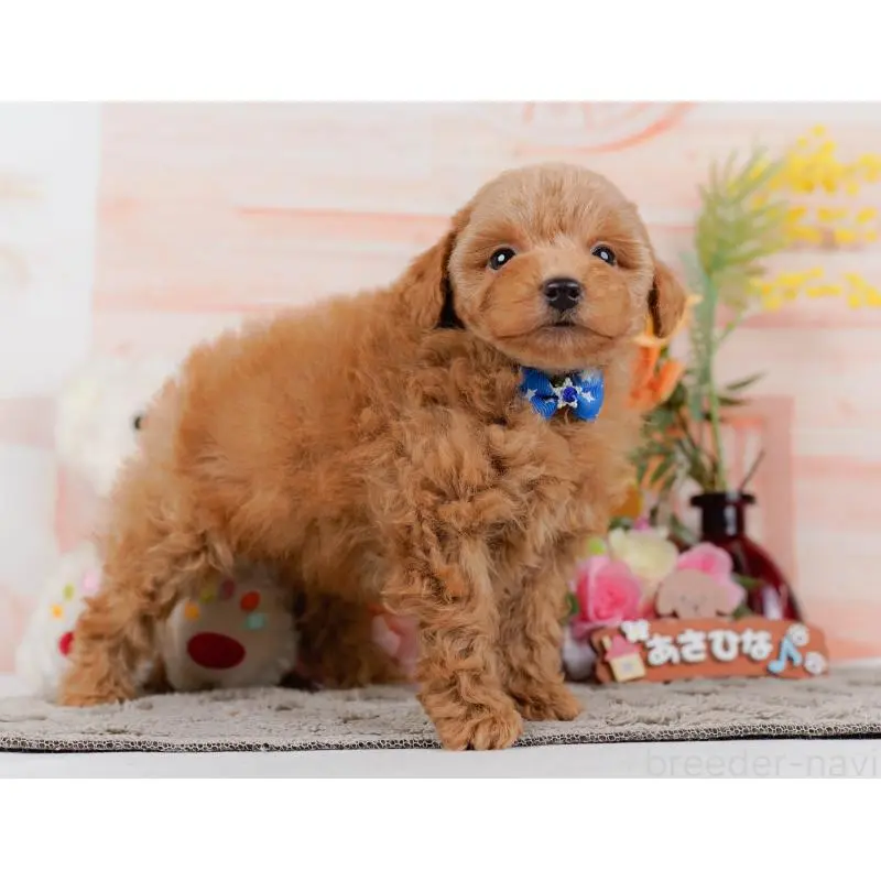 販売中の神奈川県のトイプードル-452739の12枚目