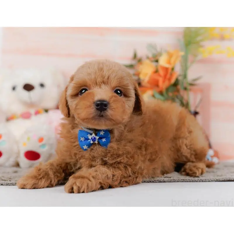 販売中の神奈川県のトイプードル-452739の9枚目