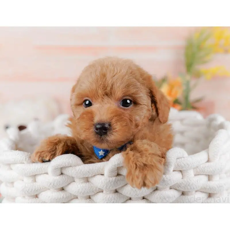 販売中の神奈川県のトイプードル-452739の8枚目