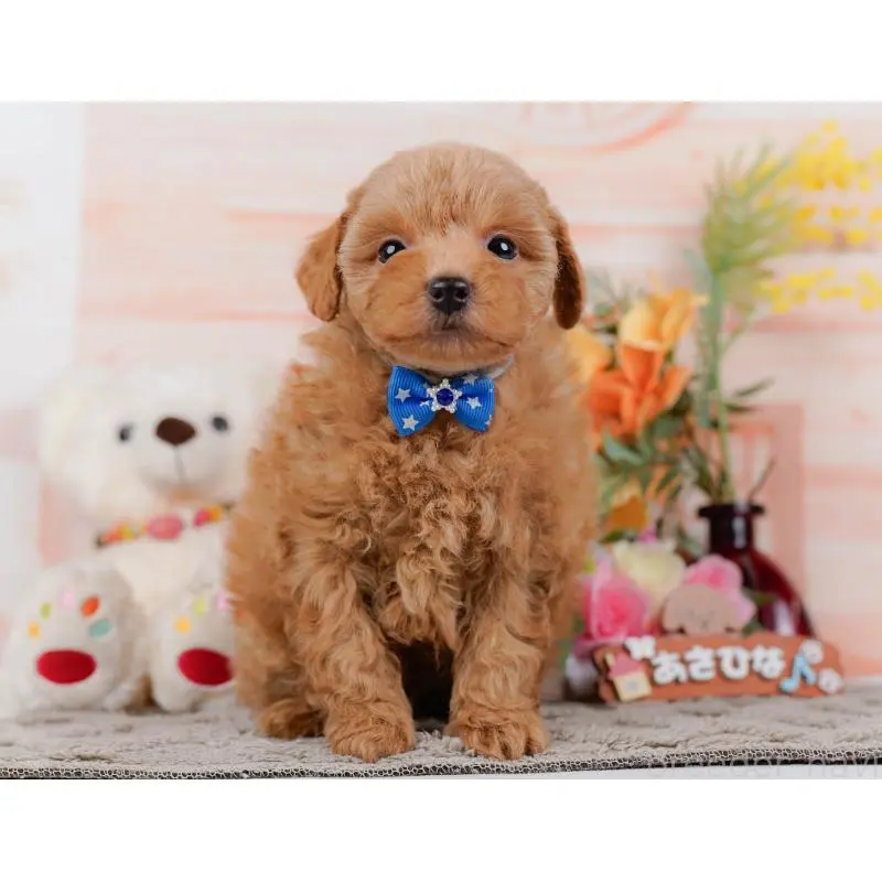 販売中の神奈川県のトイプードル-452739の6枚目