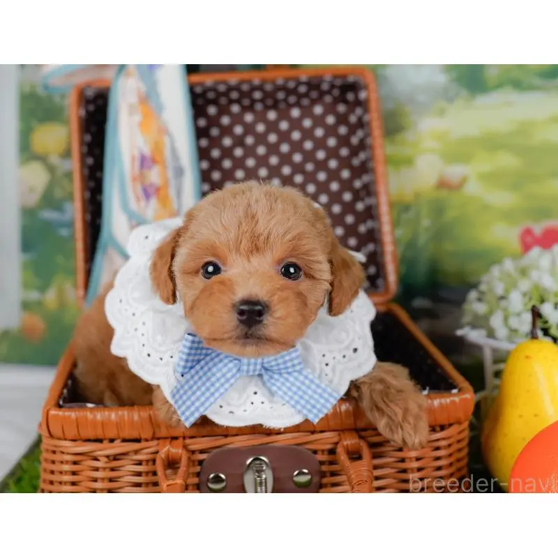 販売中の神奈川県のトイプードル-452739の7枚目