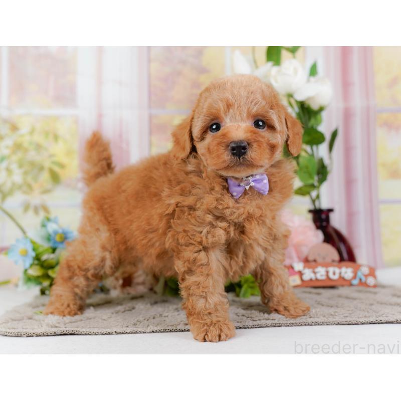 販売中の神奈川県のトイプードル-452742の16枚目