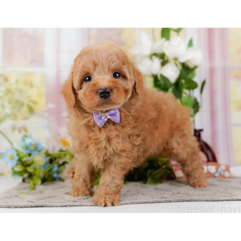 販売中の神奈川県のトイプードル-452742の14枚目