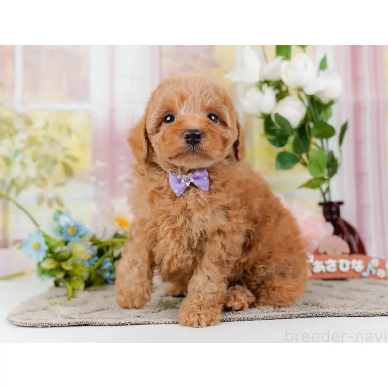 販売中の神奈川県のトイプードル-452742の13枚目