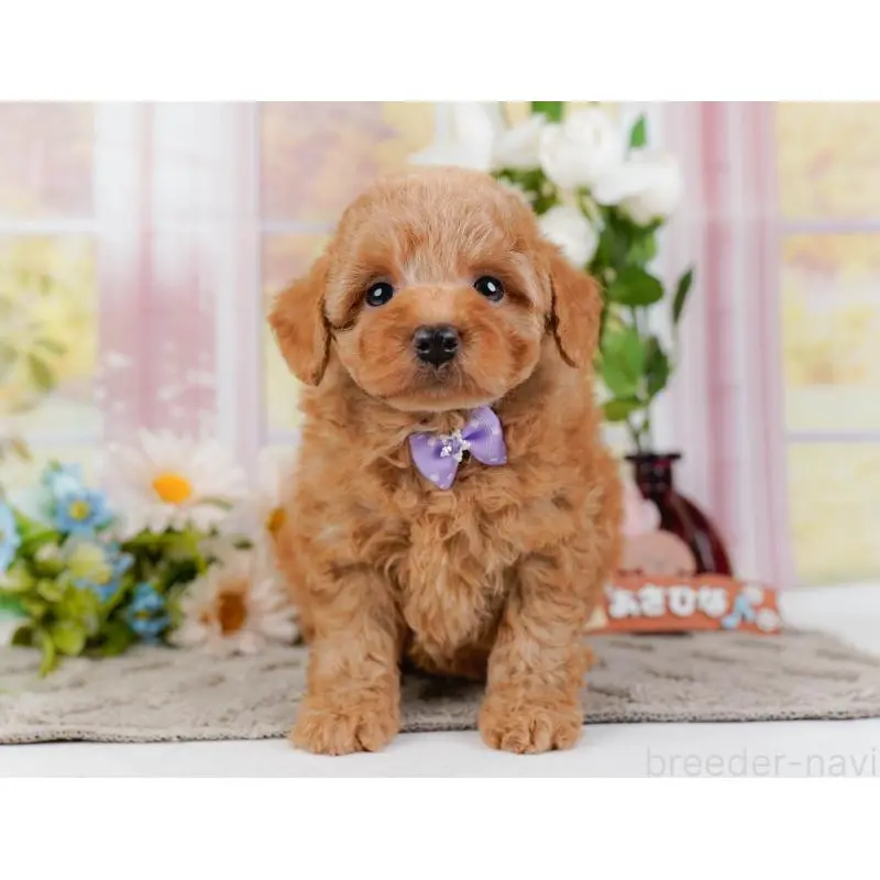 販売中の神奈川県のトイプードル-452742の12枚目