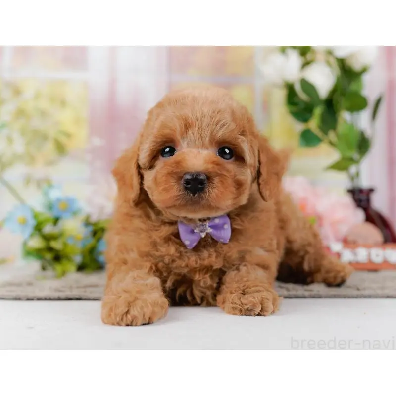 販売中の神奈川県のトイプードル-452742の10枚目