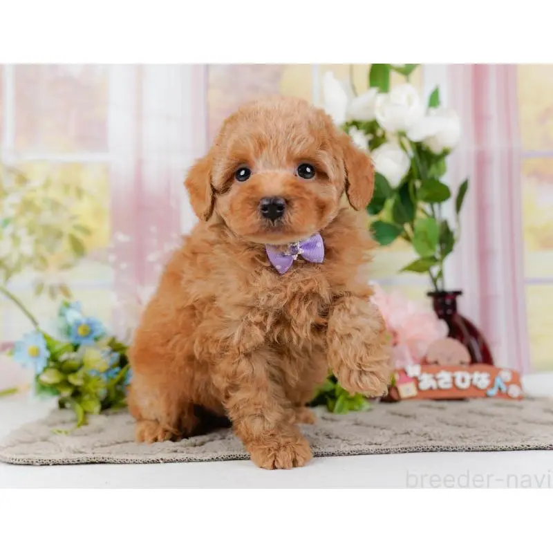 販売中の神奈川県のトイプードル-452742の8枚目