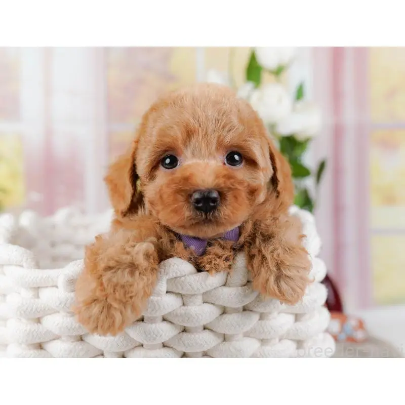 販売中の神奈川県のトイプードル-452742の9枚目